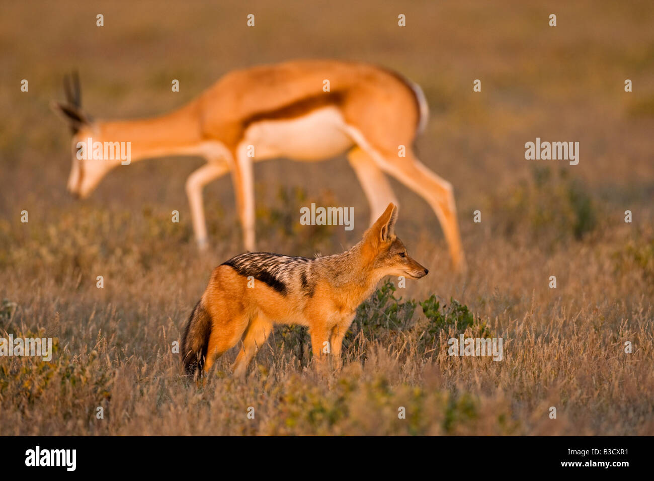 L'Afrique, Botswana, le chacal à dos noir (Canis mesomelas Antidorcas marsupialis Springbok et)) en arrière-plan Banque D'Images