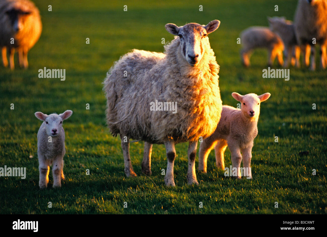 Brebis mère avec deux nouveaux nés agneaux sur soirée ensoleillée Banque D'Images
