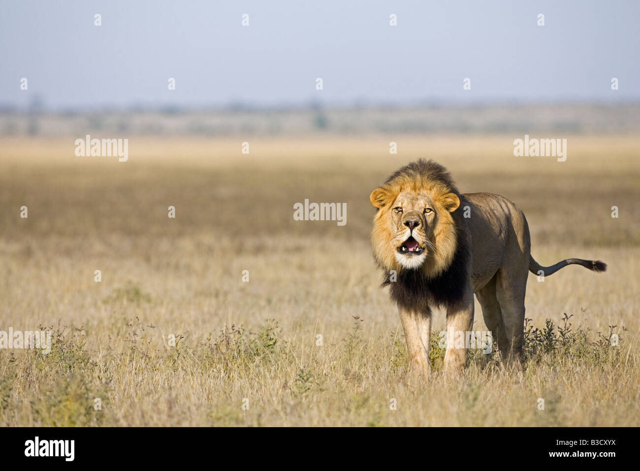 L'Afrique, Botswana, Adult male lion (Panthera leo) roaring Banque D'Images