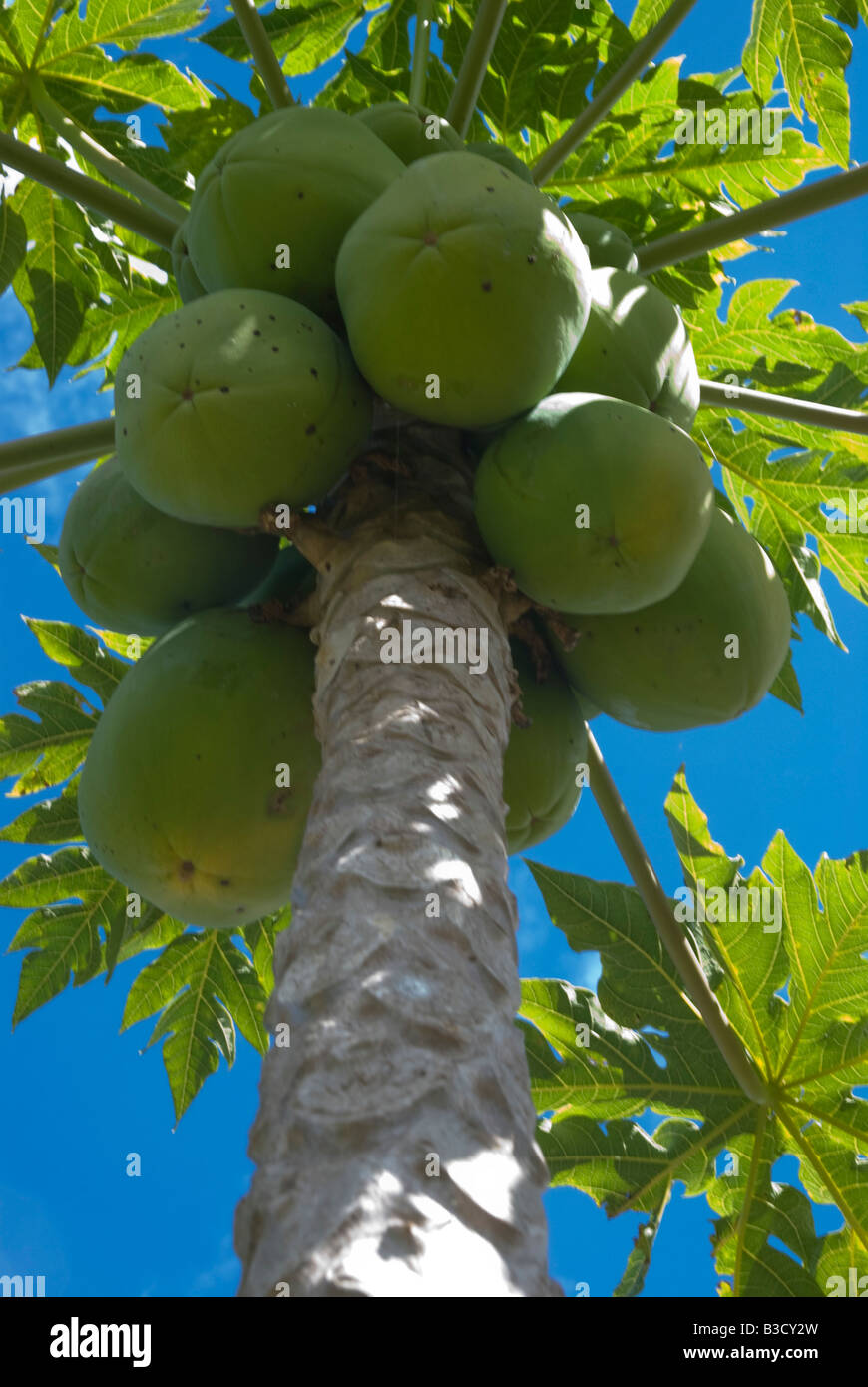 Le mûrissement des papayes sur arbre dans le Queensland en Australie Banque D'Images