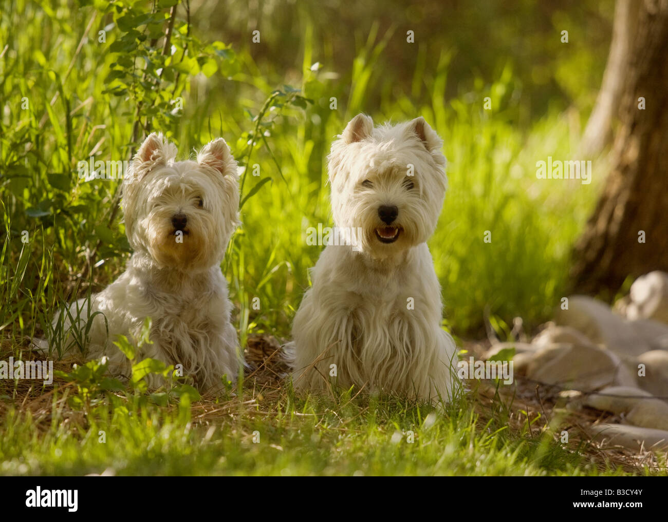 Deux Terriers blancs du West Highland outdoors Banque D'Images