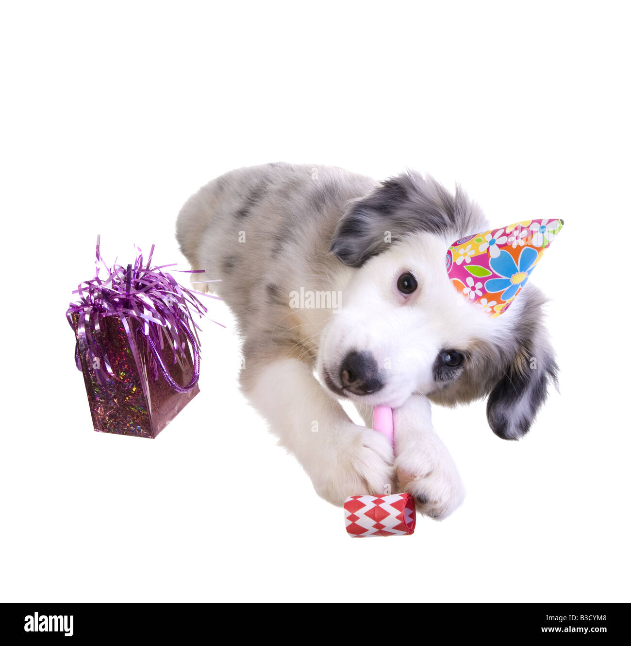 Birthday Puppy Banque D Image Et Photos Alamy