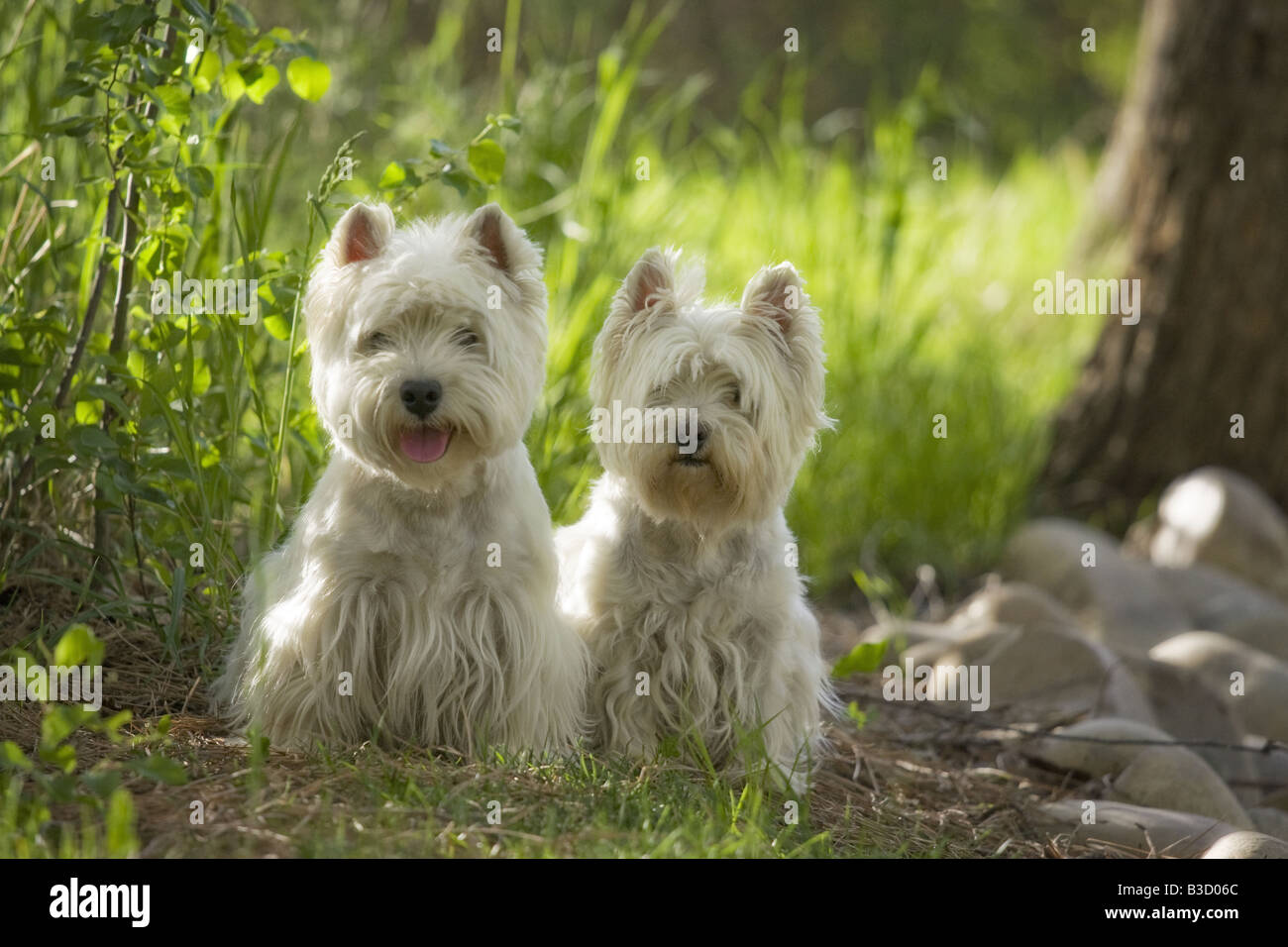Deux West Highland White Terrier s en plein air Banque D'Images