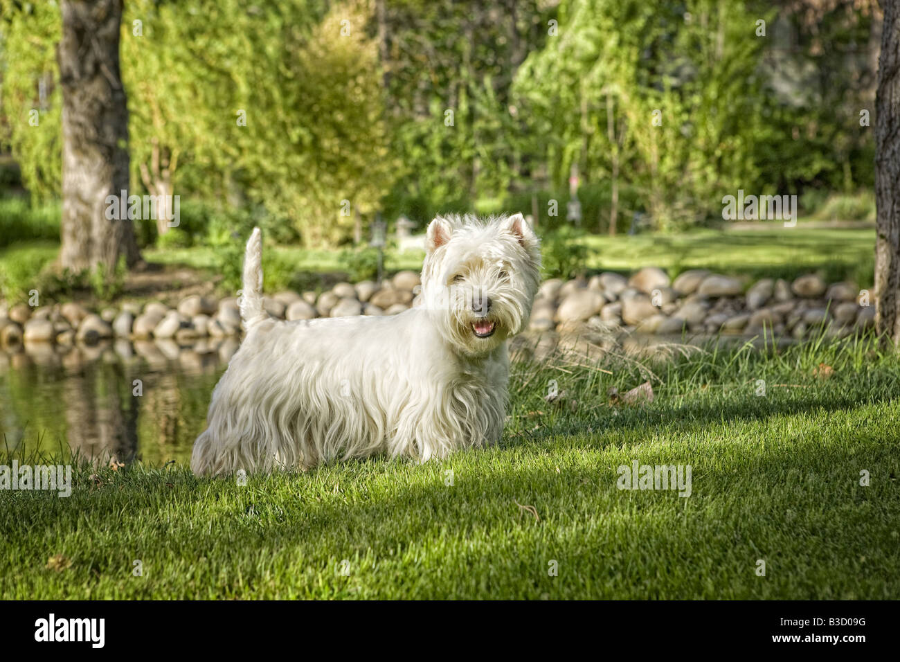 West Highland White Terrier en plein air Banque D'Images