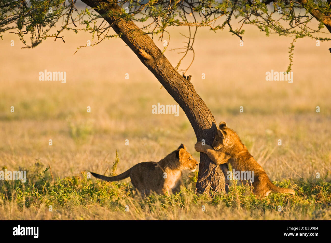 L'Afrique, Botswana, Lion cubs (Panthera leo) Banque D'Images