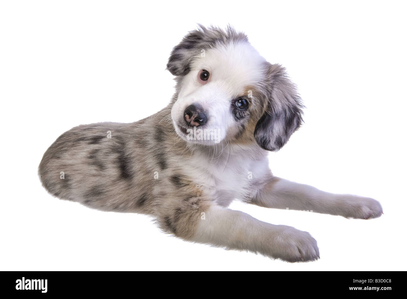 Mignon Chiot Berger Australien Miniature Couche Isole Sur Fond Blanc Photo Stock Alamy Mignon Chiot Berger Australien Miniature Couche Isole Sur Fond Blanc Photo Stock Alamy