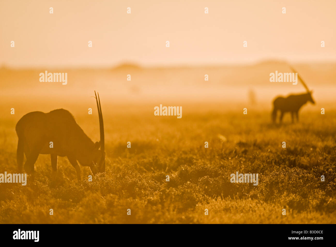 L'Afrique, Botswana, troupeau de gemsbok (Oryx gazella) Banque D'Images