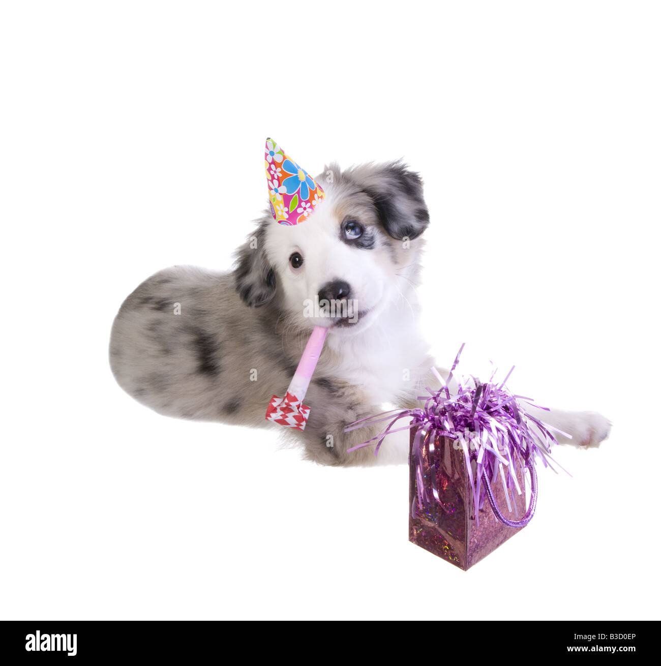 Birthday Puppy Banque D Image Et Photos Alamy
