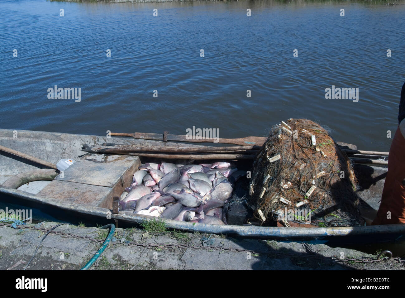 La brème Abramis brama attraper les poissons du lac, des poissons dans les eaux boueuses Banque D'Images