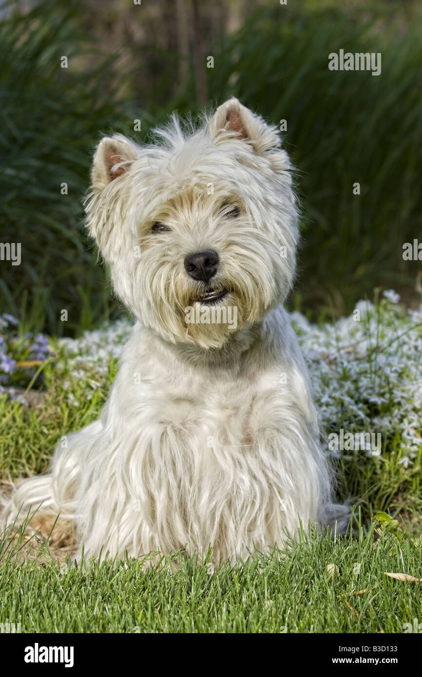 West Highland White Terrier en plein air Banque D'Images