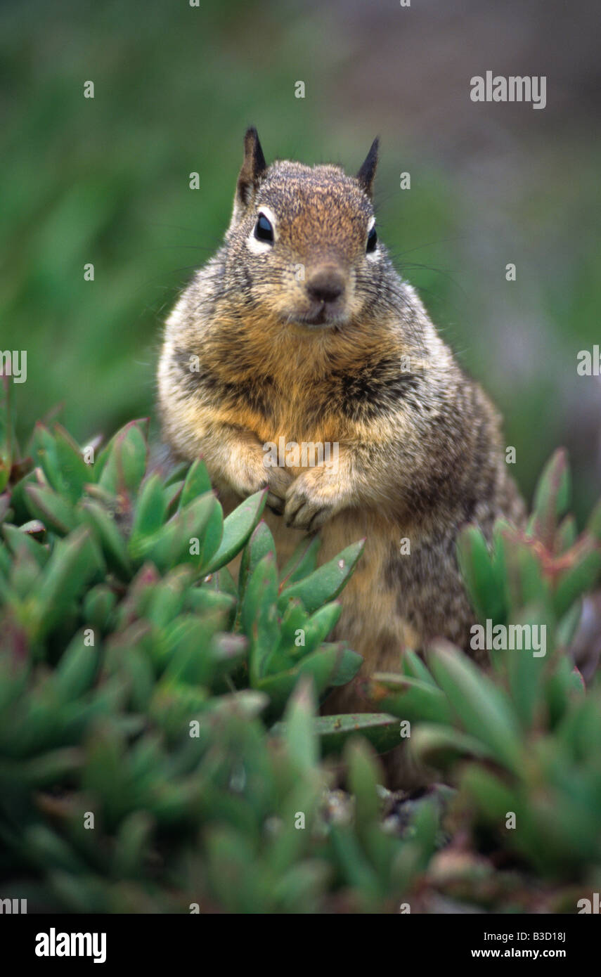 Cheeky Squirrel en attente de l'alimentation Banque D'Images