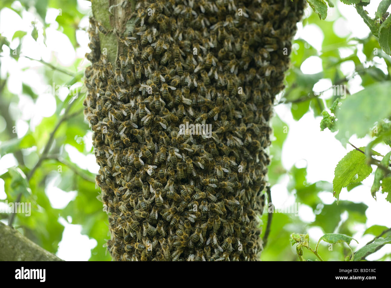 Apis Apis mellifica abeille insecte fry Banque D'Images