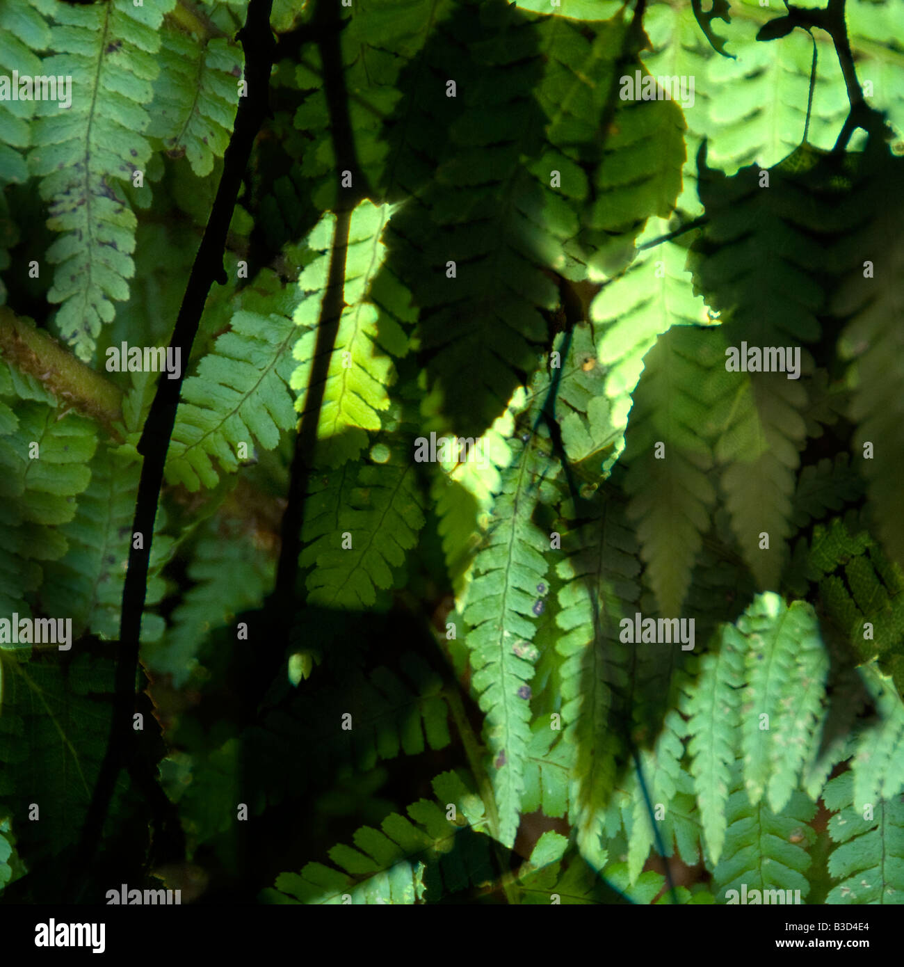 Motif de feuilles Banque D'Images