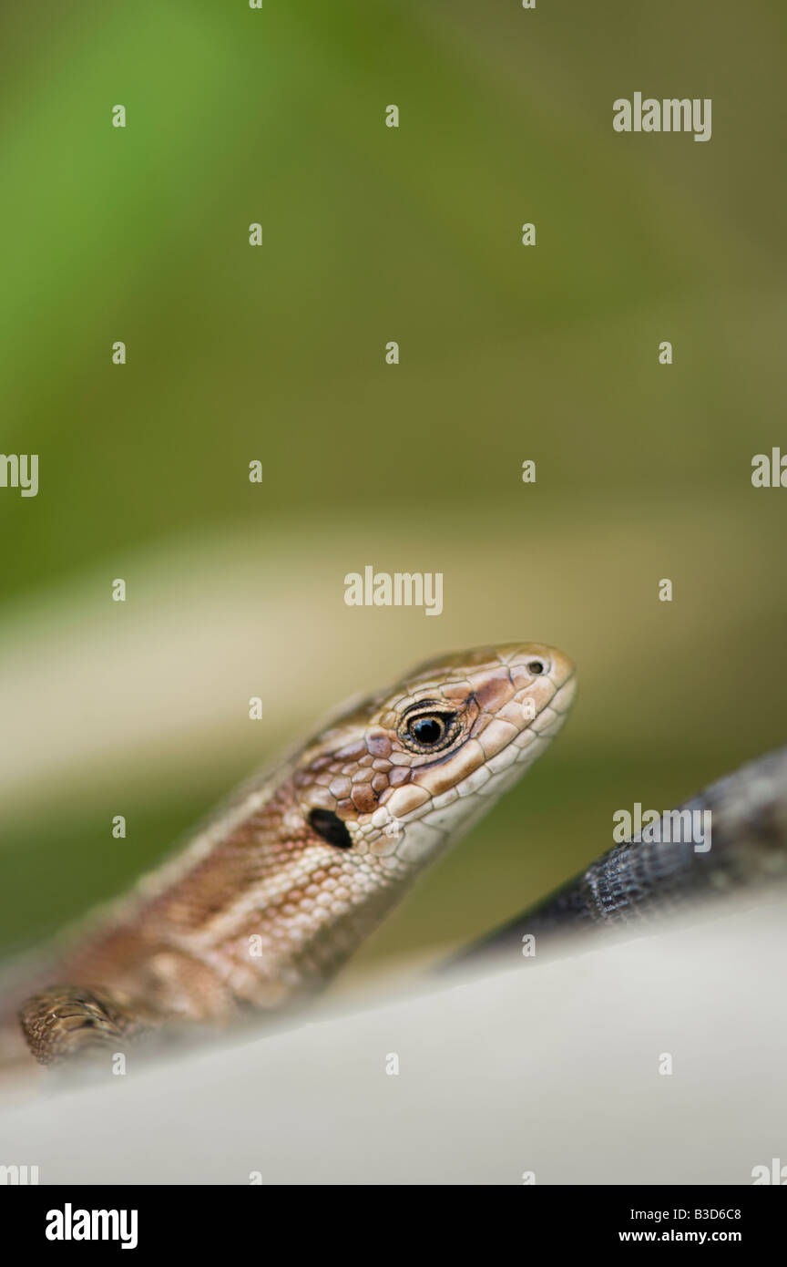 Zootoca vivipara. Lézard commun Banque D'Images