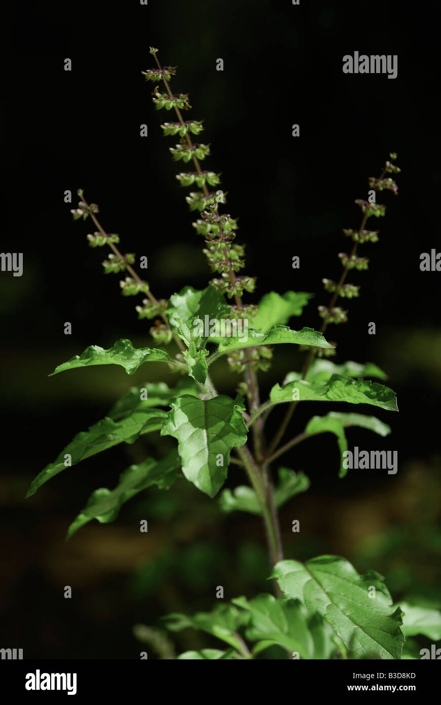 Plante Tulsi ou basilic sacré Ocimum sanctum Tulasi Tulsi ou basilic — free download