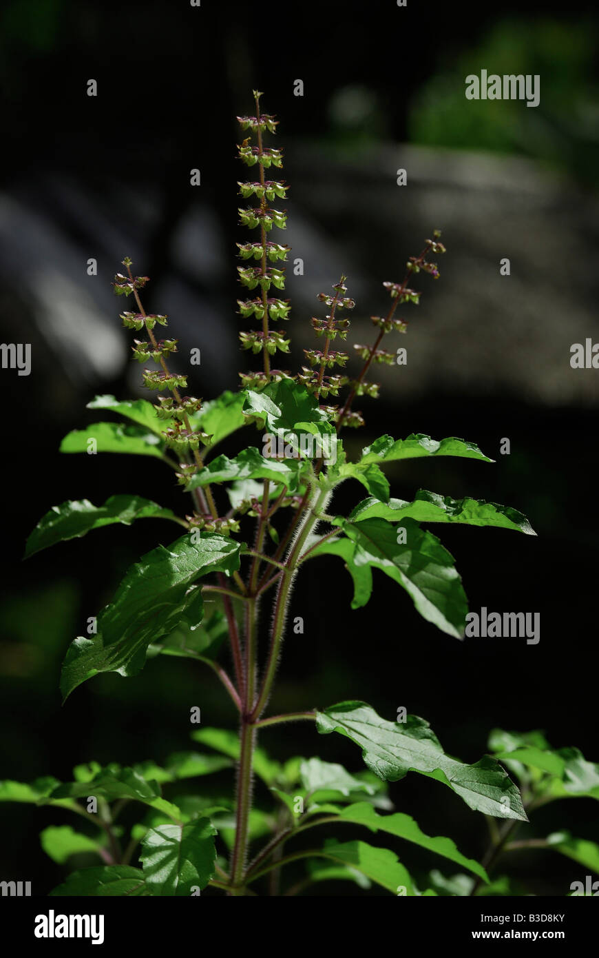 Plante Tulsi ou basilic sacré Ocimum sanctum Tulasi Tulsi ou basilic sacré possède à la fois les médicaments et l'importance spirituelle de l'Inde Banque D'Images