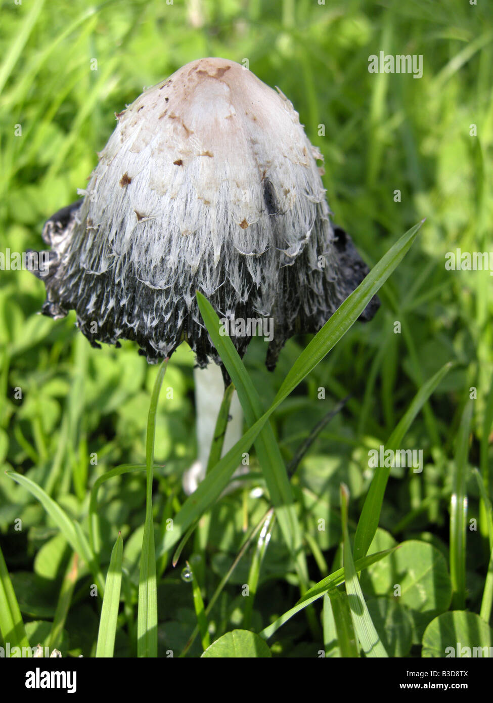 Champignons Champignons Shaggy comestibles Cap d'encre Coprinus comatus Banque D'Images