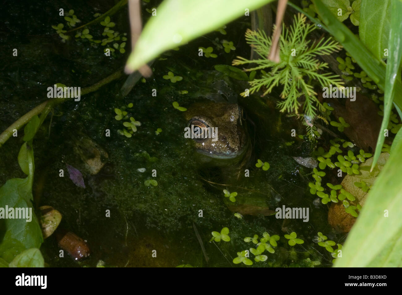 Un homme grenouille rousse Rana temporaria dans un étang de la faune d'eau douce. Banque D'Images