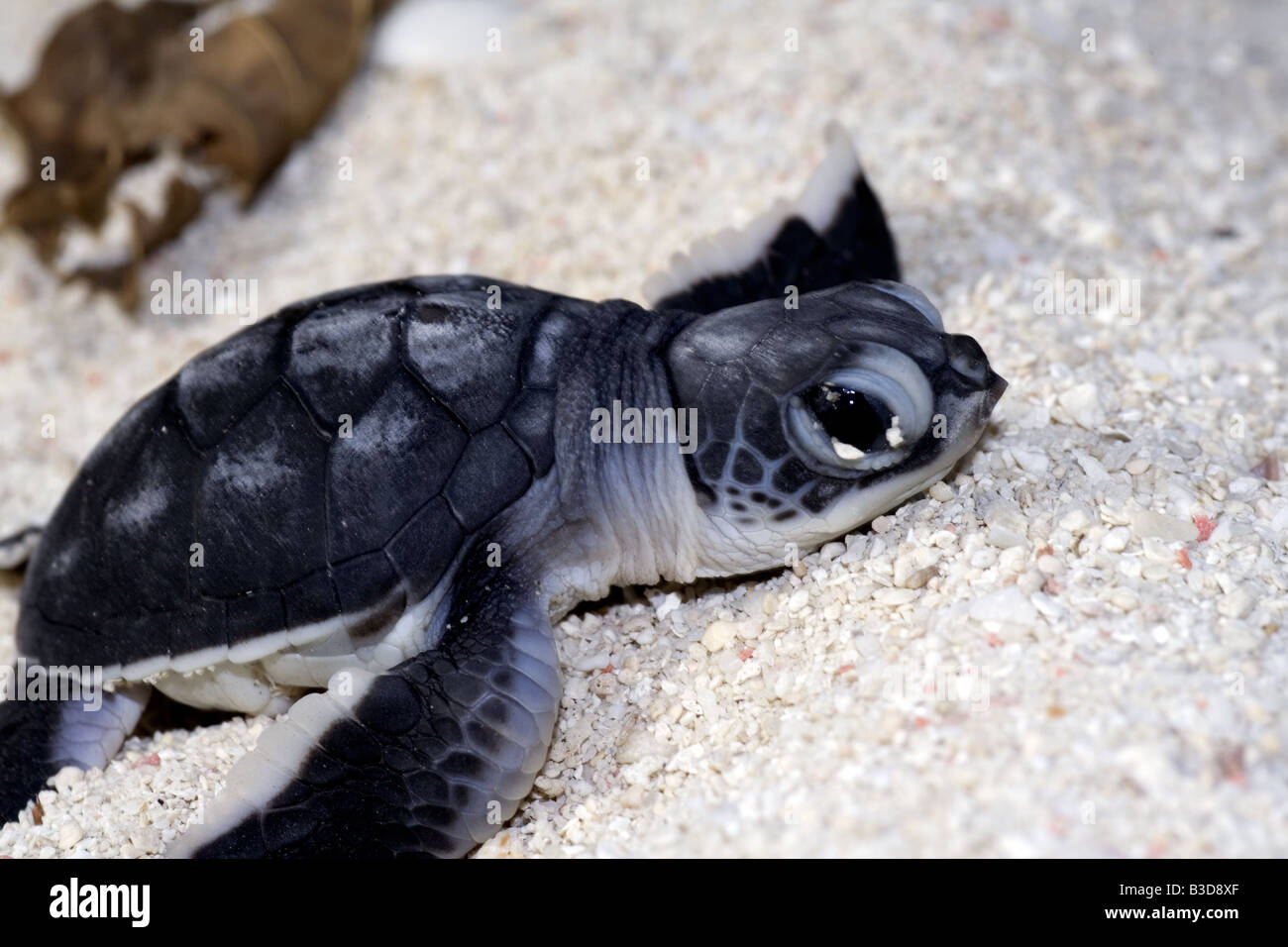 L'exécution des bébés tortues dans le sable sur la plage pour se rendre à l'eau de mer Banque D'Images