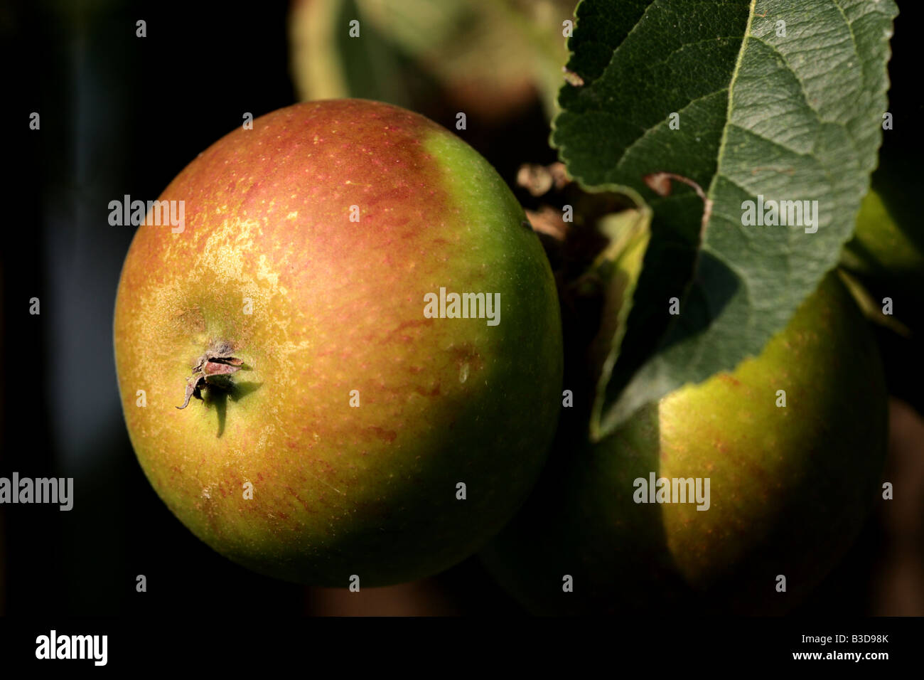 'Apple' on branch Banque D'Images