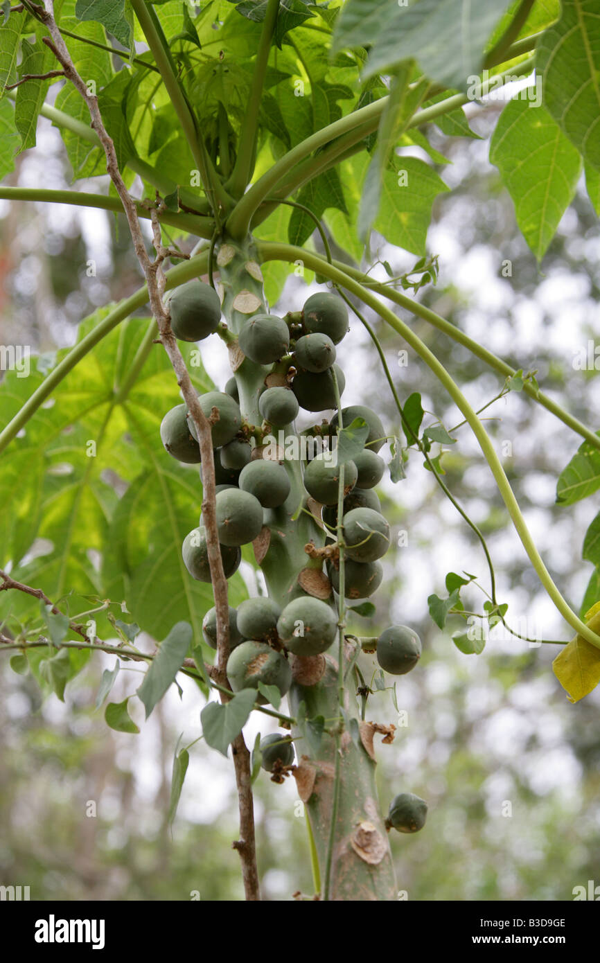 La papaye, Carica papaya, Uxmal Uxmal, Site Archealogical, péninsule du Yucatan, Mexique Banque D'Images