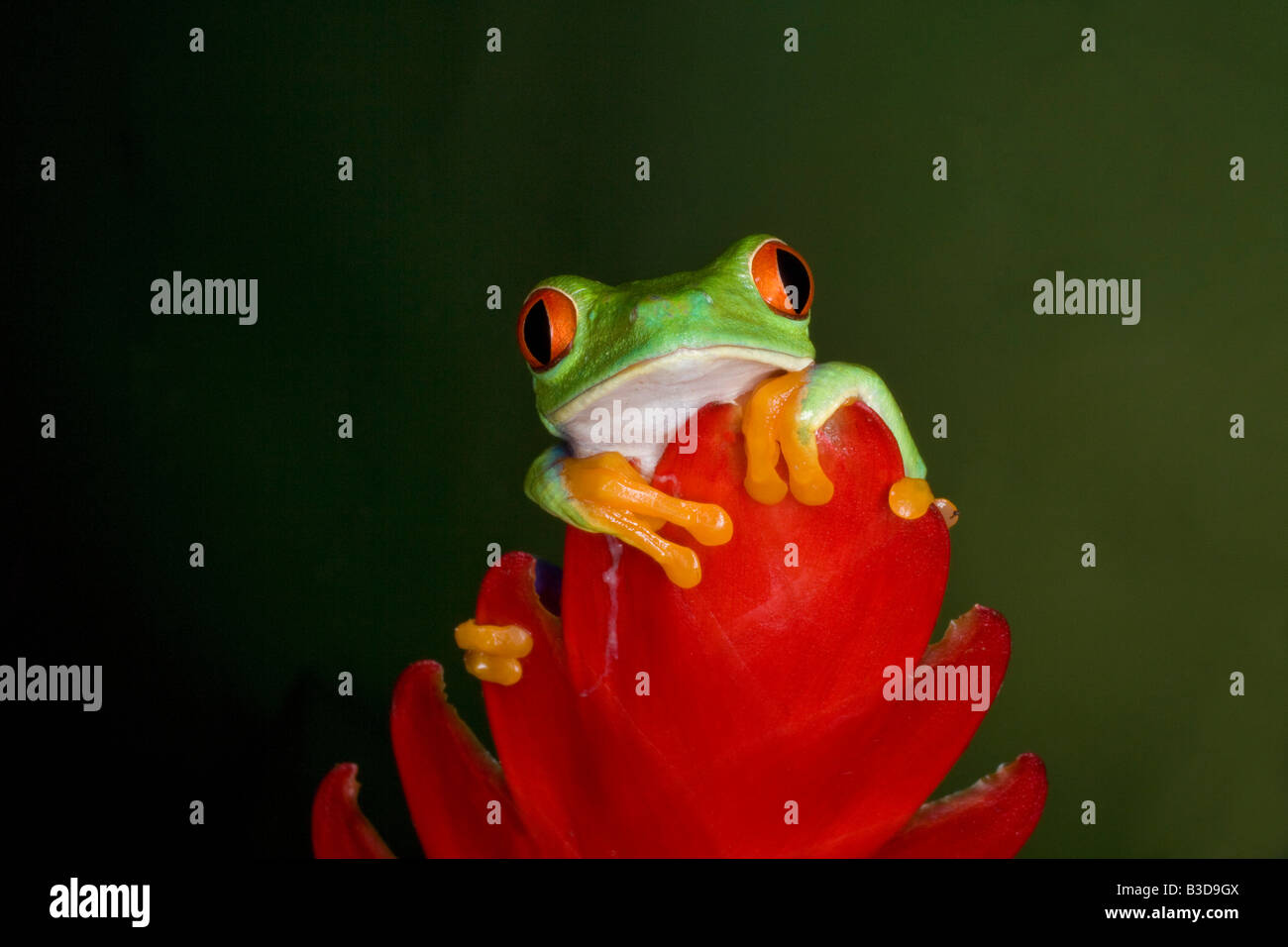 Red Eye tree frog, Costa Rica Banque D'Images