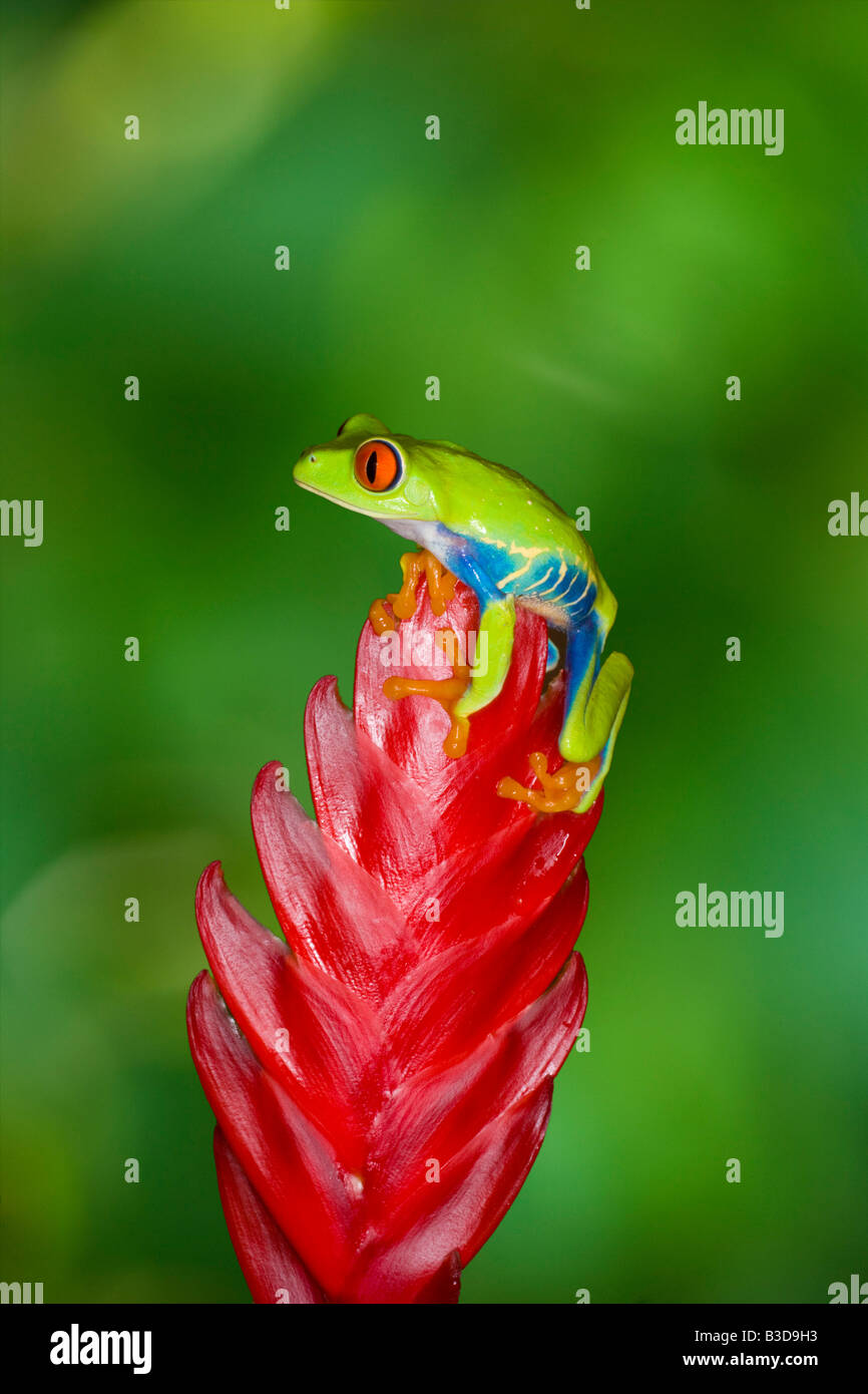 Red Eye tree frog, Costa Rica Banque D'Images