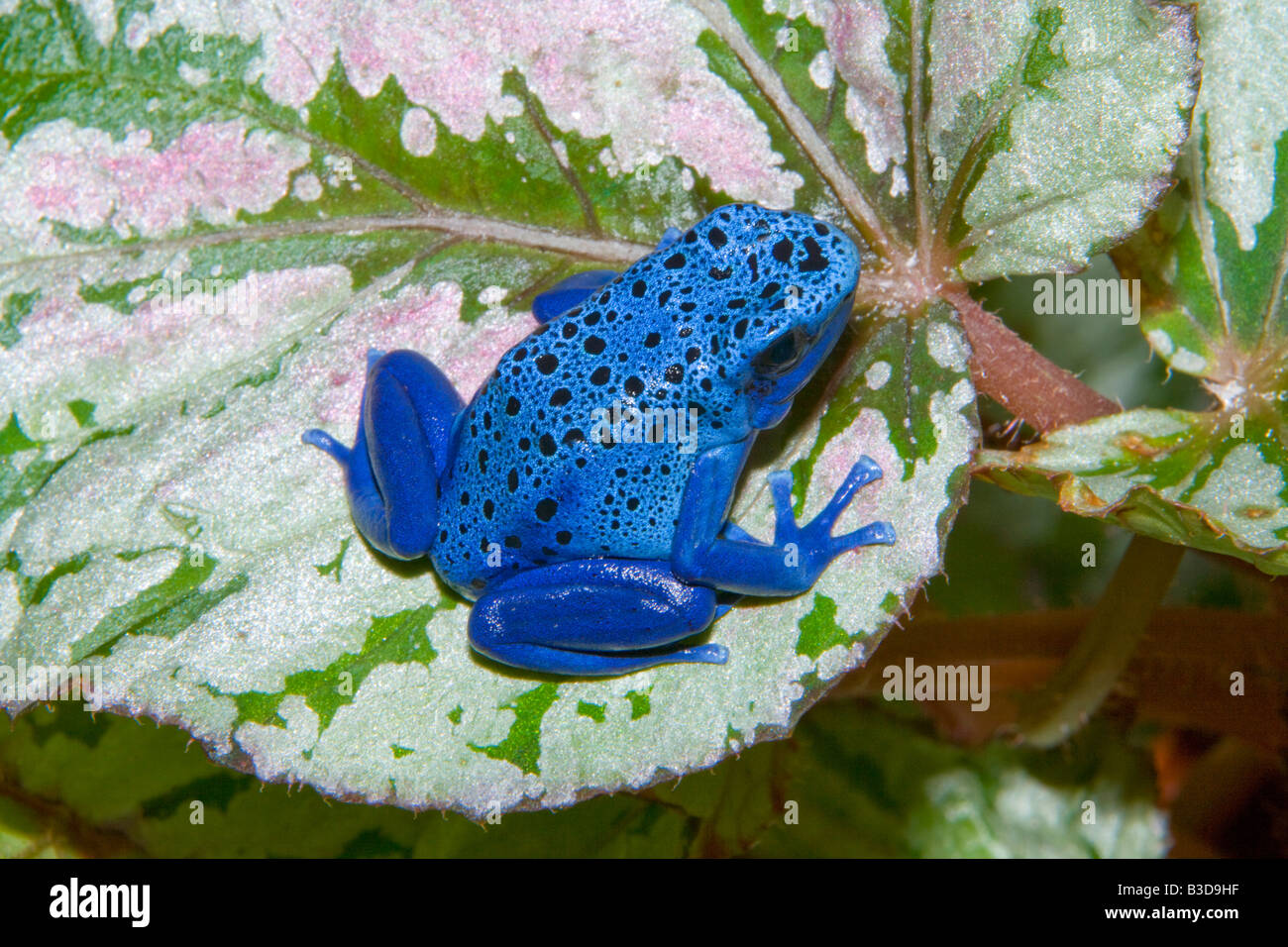 Poison dart frog (Dendrobates azureus), Surinam Banque D'Images