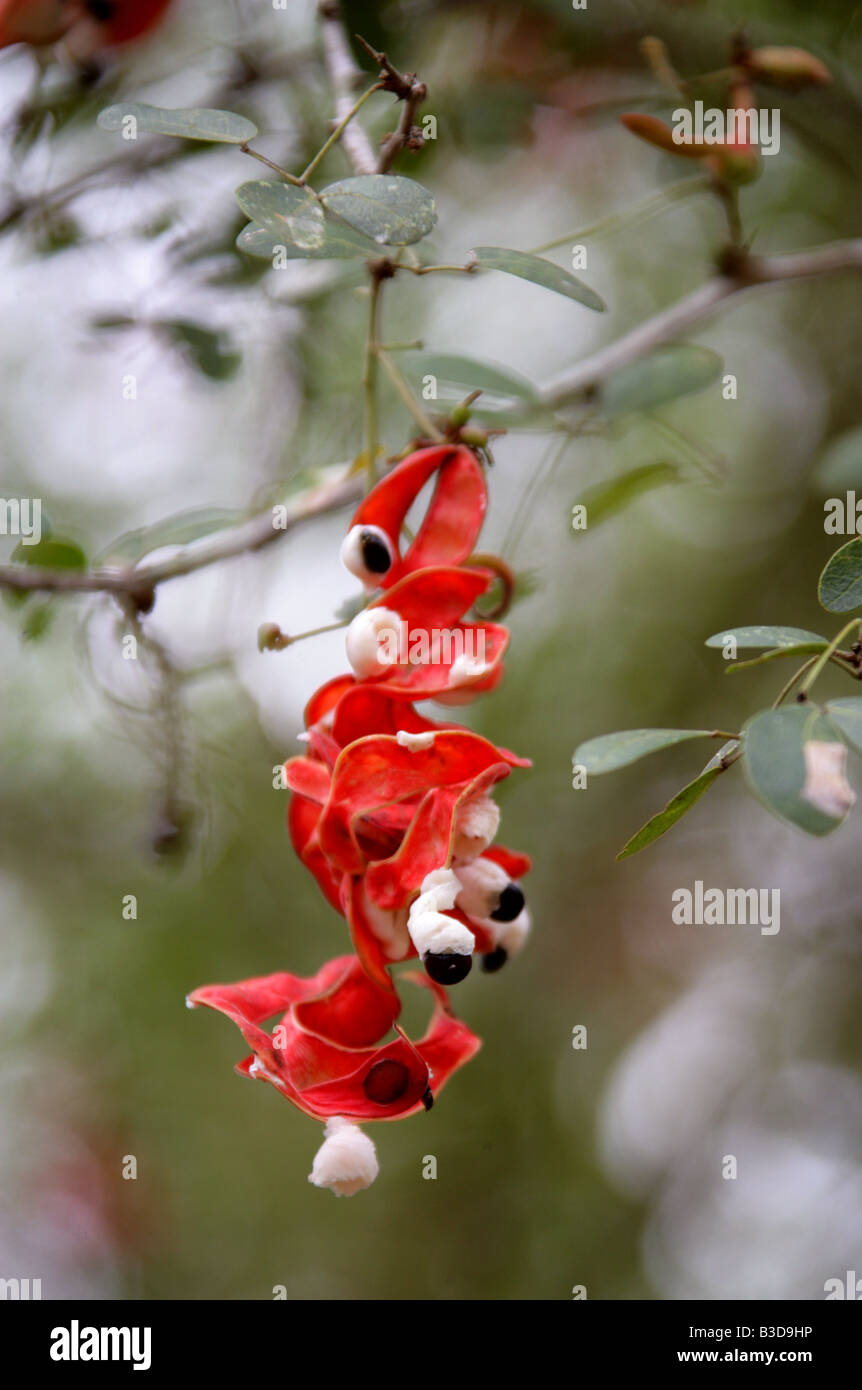 Les gousses de haricots rouges poussant sur un arbre épineux de Madras, Pithecellobium dulce, Fabaceae, Site archéologique de Uxmal, Yucatan, Mexique Banque D'Images