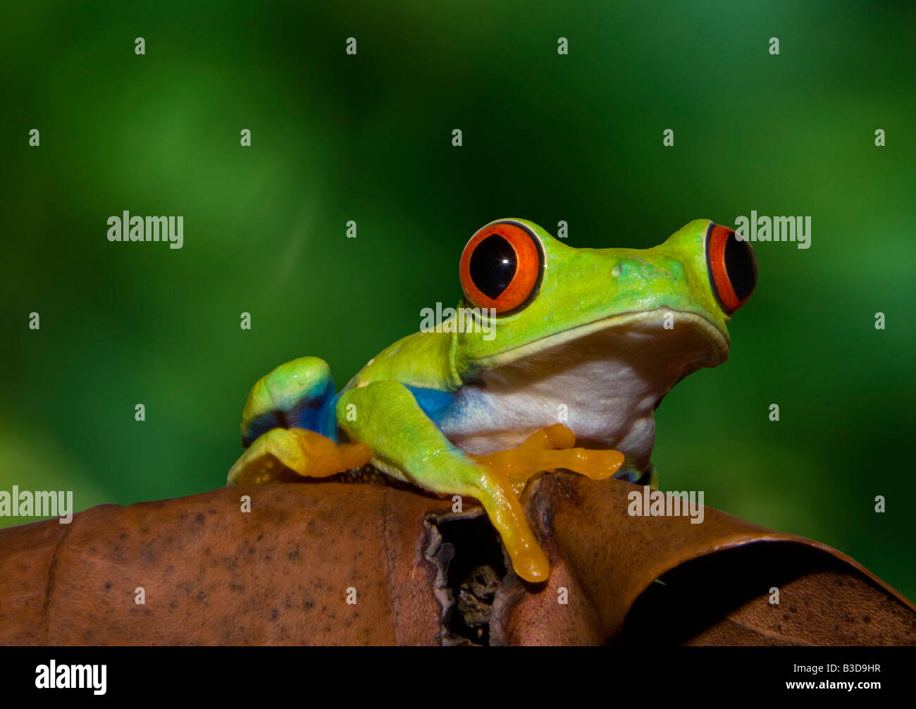 Red Eye tree frog, Costa Rica Banque D'Images