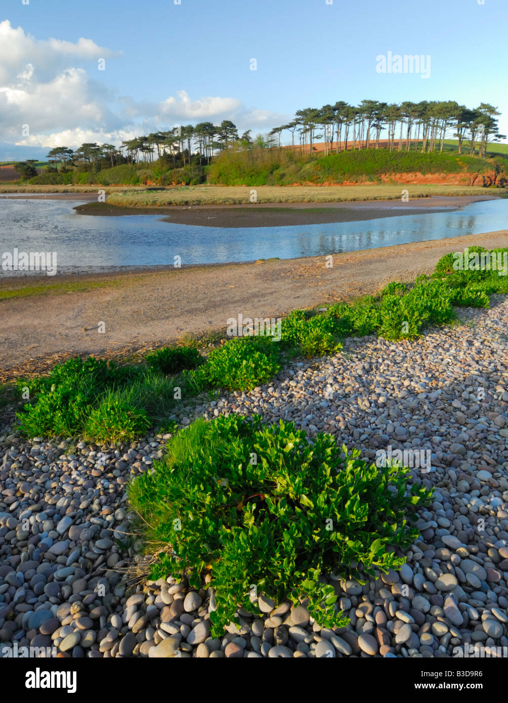 Vue sur le Estuaire Otter à Budleigh Salterton vers les arbres de pin sylvestre avec plantes côtières dans l'avant-plan, Devon, UK Banque D'Images