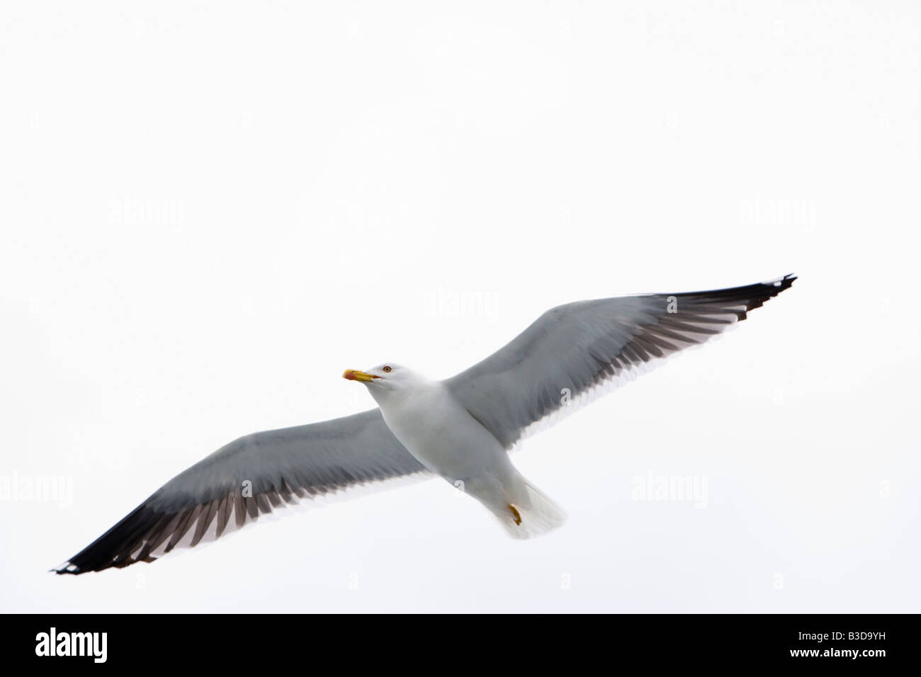 Moindre Goéland marin Larus fuscus volant au-dessus des falaises à Seaford East Sussex UK summer Banque D'Images