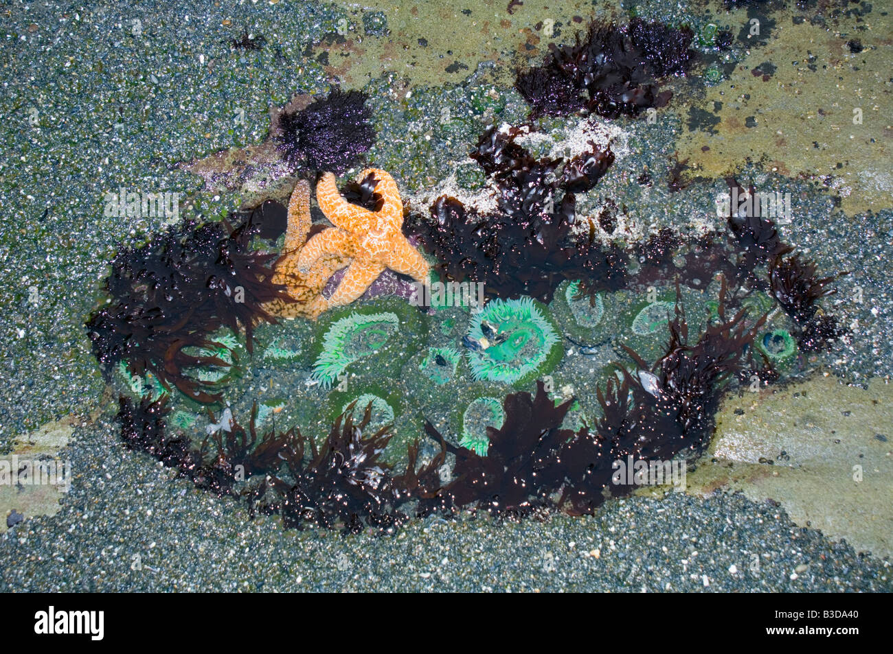 Cuvette à marée basse montrant vert géant des anémones et des étoiles de mer ocre Banque D'Images
