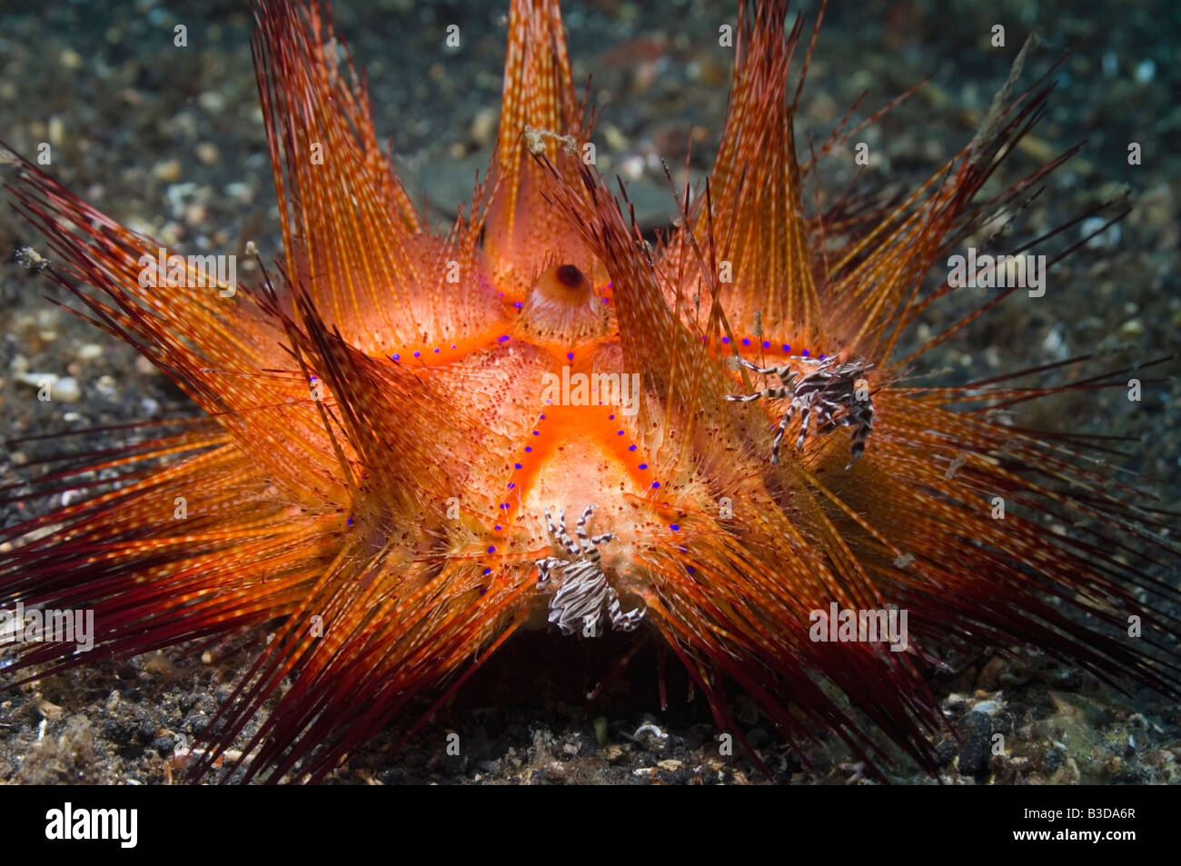 Les crabes oursins Zebrida adamsii paire sur un faux oursin Astropyga radiata incendie Banque D'Images