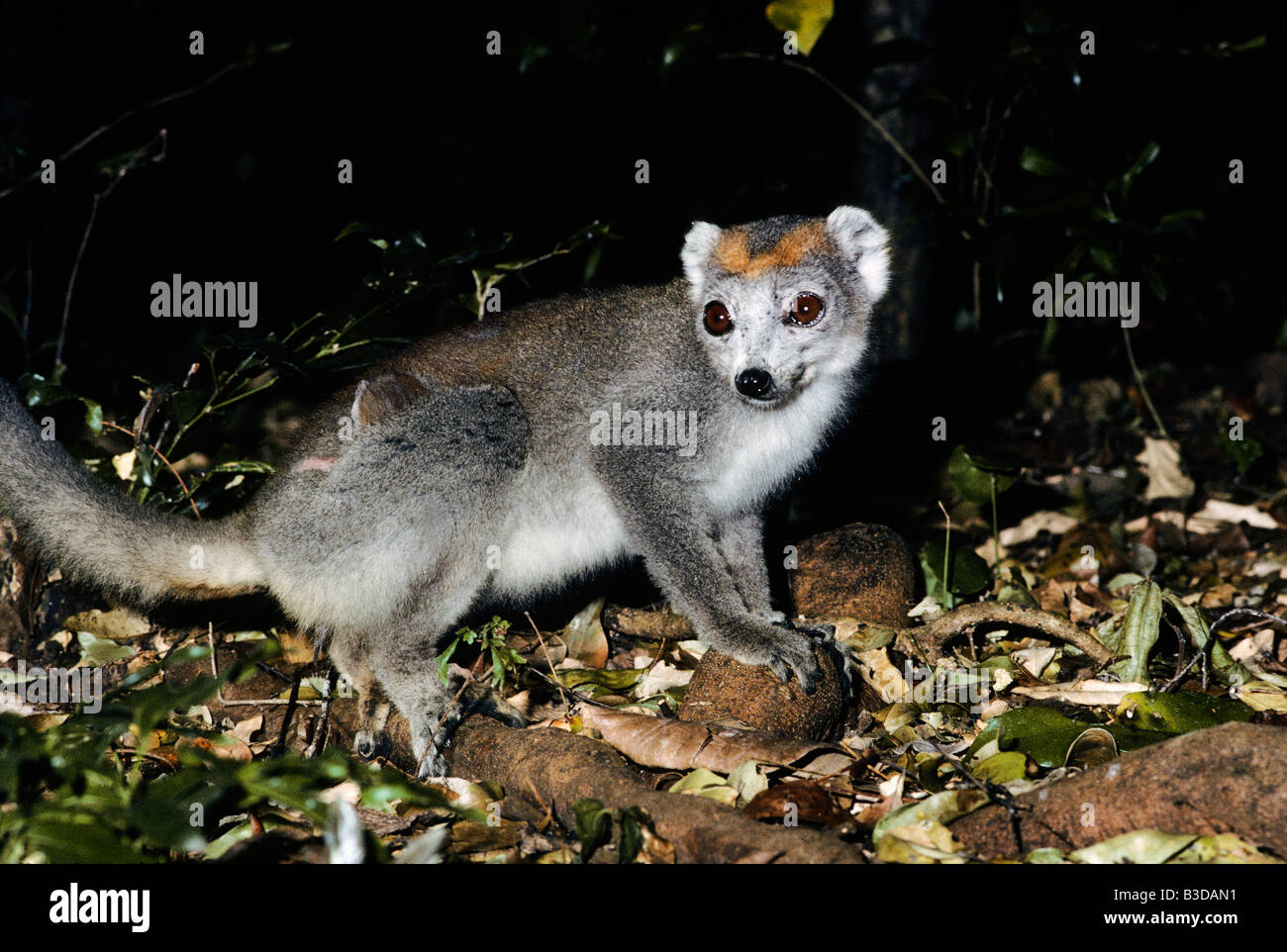 Mâle lémurien couronné Eulemur coronatus coronatus lémurien Madagascar Madagascar afrique animal animaux adultes format horizontal lemur Banque D'Images