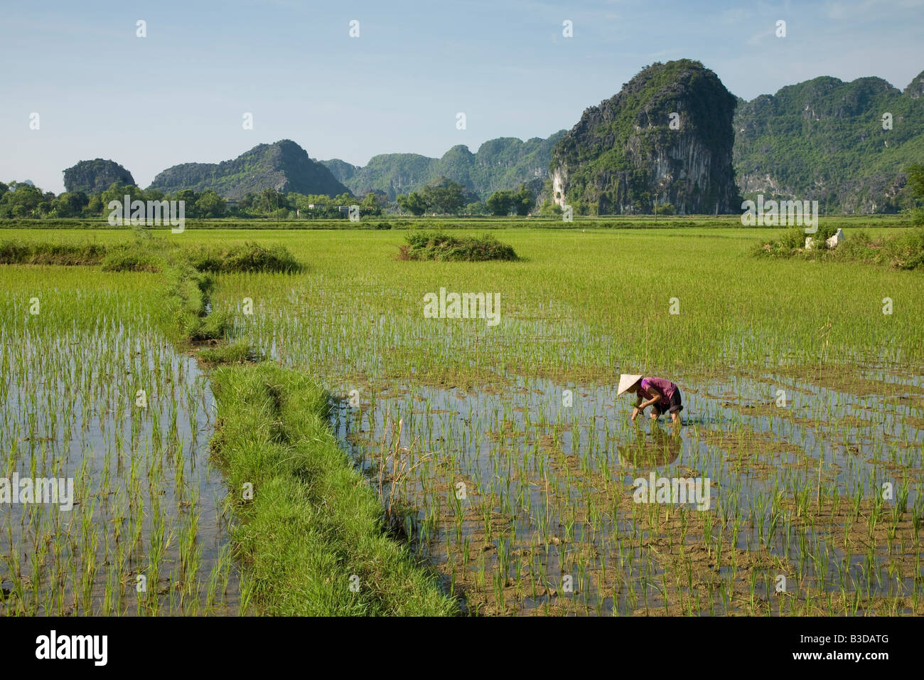 Une Vietnamienne travaillant dans les rizières à Tam Coc dans le centre-nord du Vietnam. Affectueusement appelé, la baie d'Halong sur terre. Banque D'Images