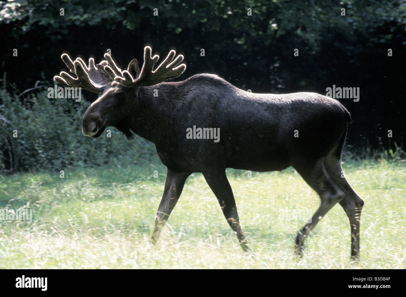 Elan Suède moose Alces alces hot animal animaux animaux à sabots fendus deer Europa Europe onglons format horizontal mal Banque D'Images
