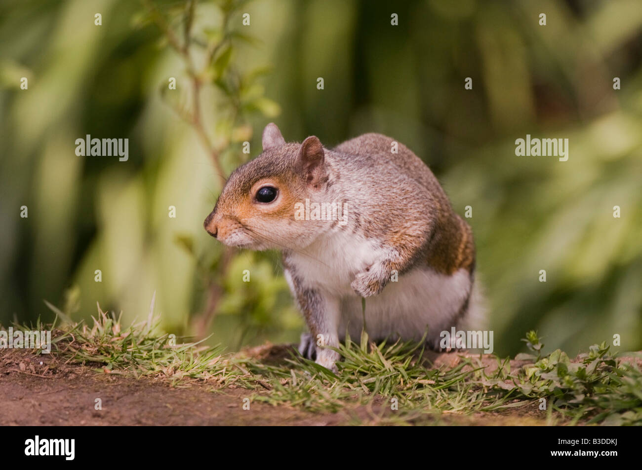 L'écureuil gris Sciurus carolinensis, peeping, autour de tronc de l'arbre à Lancashire Banque D'Images