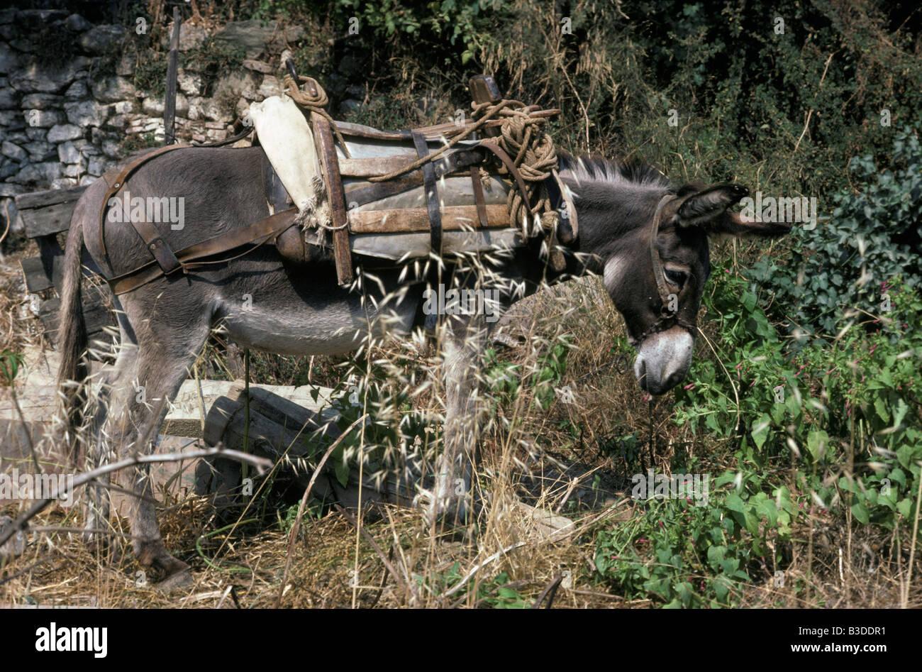 Ane ane domestique intérieur Hausesel Equus asinus âne comme bête de somme animaux Afrika Arabien bête de somme dôme intérieur Banque D'Images