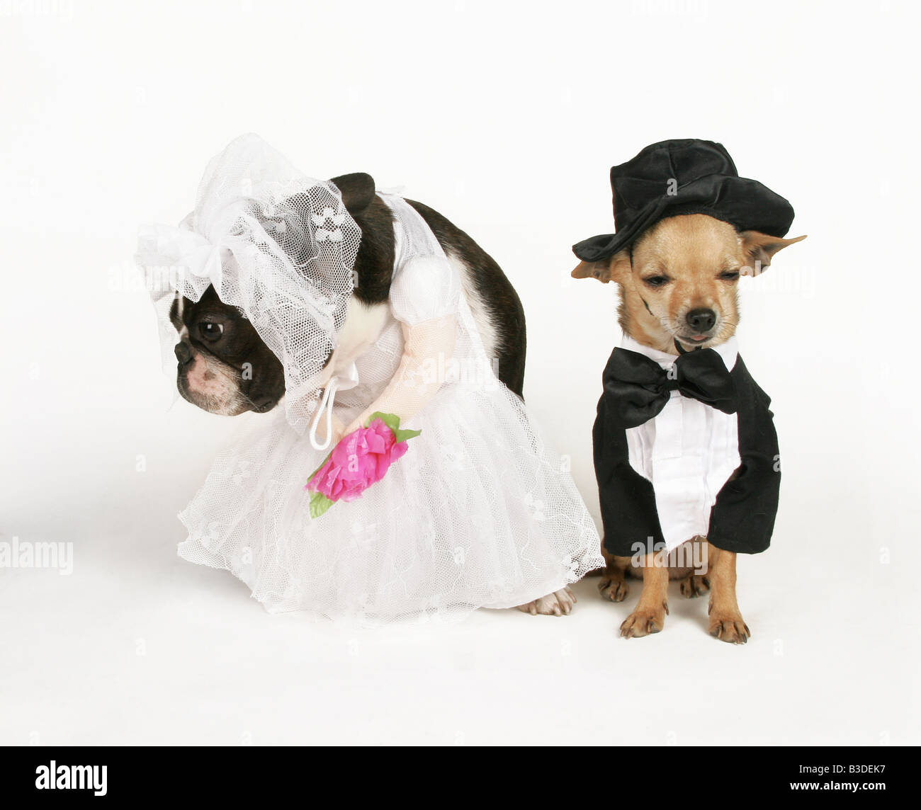 Deux chiens en tenue de mariage mariage Photo Stock - Alamy
