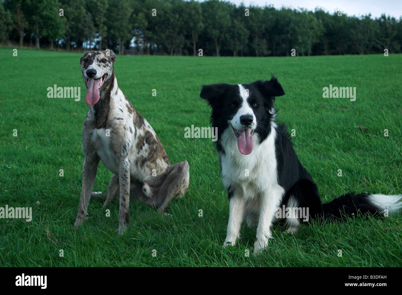 Panneaux canins personnalisés - Centre de la Photo Walmart