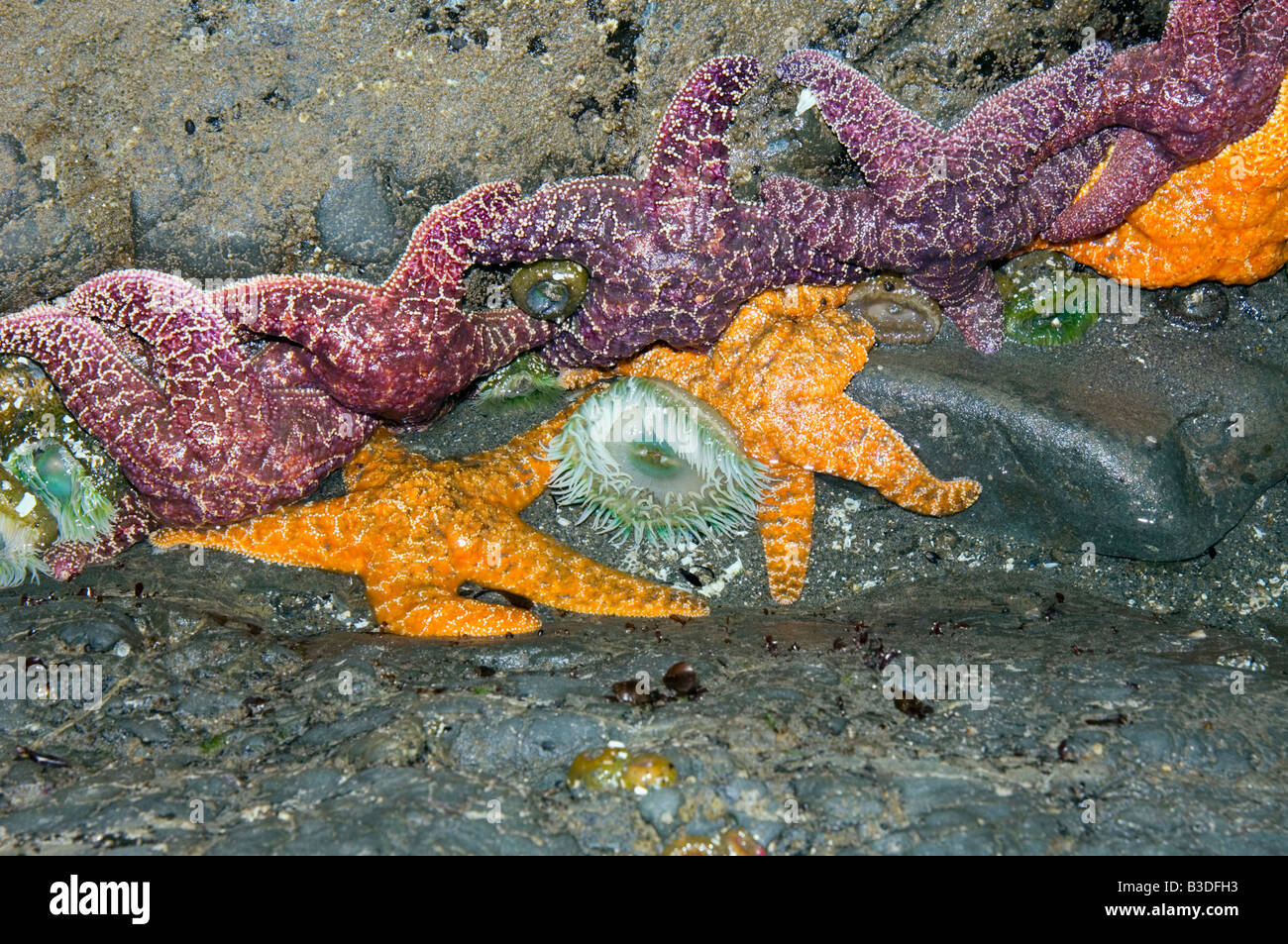 Les étoiles de mer et l'ocre des anémones vertes géant découverte à marée basse Banque D'Images