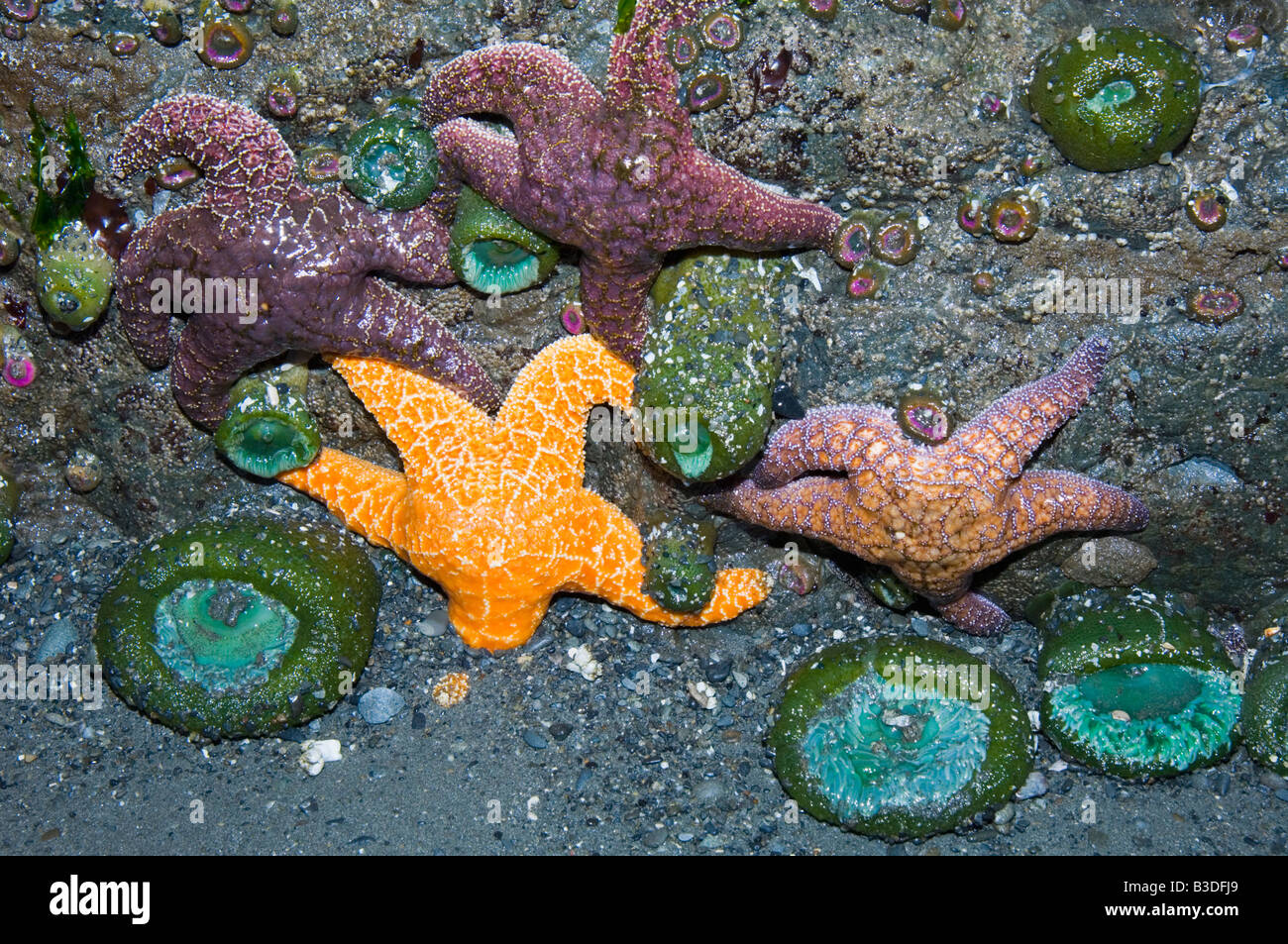 Les étoiles de mer et de l'ocre vert géant sur les anémones rock découverte à marée basse Banque D'Images