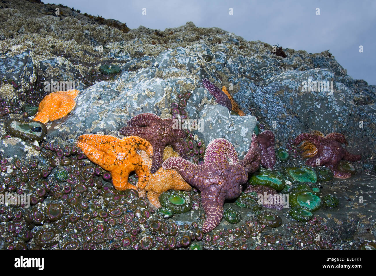 Les étoiles de mer Pisaster ochraeceus ocre et vert géant anémone découverte à marée basse Banque D'Images