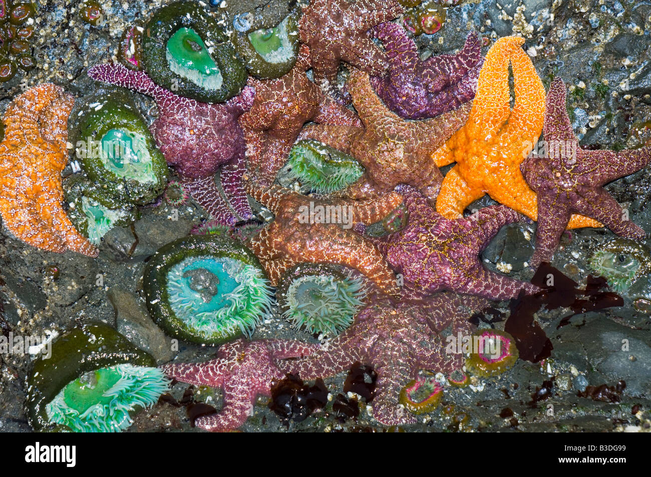 Les étoiles de mer et de l'ocre vert géant sur un mur de pierre apparente des anémones à marée basse Banque D'Images
