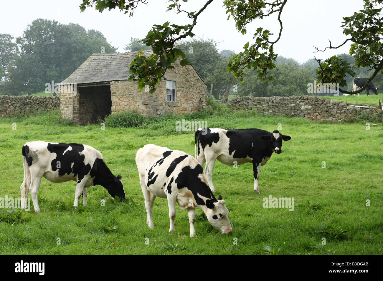 Le bétail dans les exploitations agricoles dans la campagne anglaise. Banque D'Images