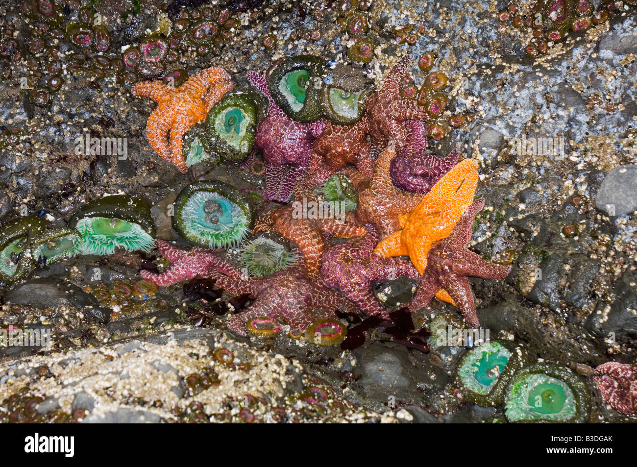 Les étoiles de mer et de l'ocre vert géant sur les rochers exposés anémones à marée basse Banque D'Images