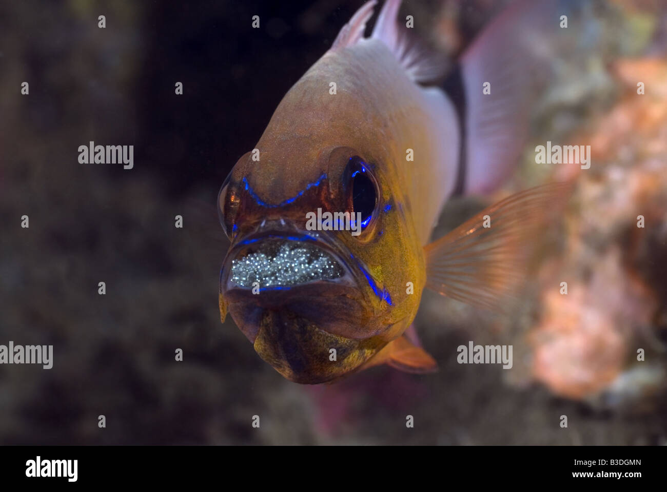 Kauderni d'œufs à couver dans sa bouche sous l'eau Banque D'Images