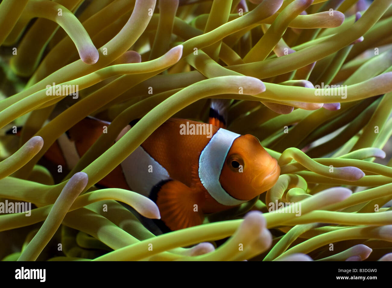 Poisson clown anémone intérieur sous l'eau Banque D'Images