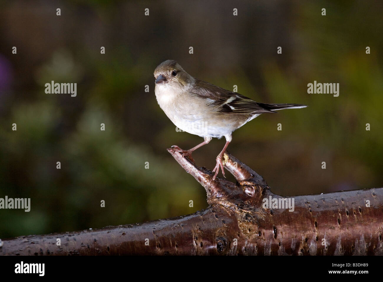 Chaffinch femelle sur une branche Banque D'Images